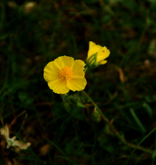 Helianthemum sp. delicato fiore giallo